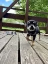 ミックス(チワワ×柴犬)【大分県・男の子・2025年5月12日・黒】の写真13