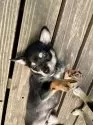 ミックス(チワワ×柴犬)【大分県・男の子・2025年5月12日・黒】の写真8