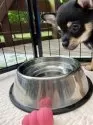 ミックス(チワワ×柴犬)【大分県・男の子・2025年5月12日・黒】の写真10