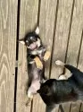 ミックス(チワワ×柴犬)【大分県・男の子・2025年5月12日・黒】の写真9