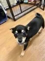 ミックス(チワワ×柴犬)【大分県・男の子・2025年5月12日・黒】の写真15
