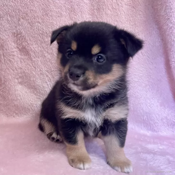 E.N 様のお迎えした子犬