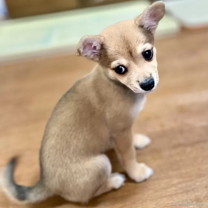 Y.N 様のお迎えした子犬