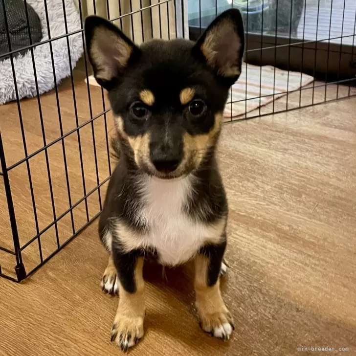 hiro(^o^)v 様のお迎えした子犬