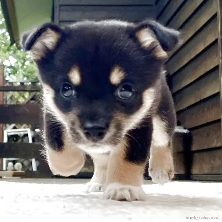 Y.S 様のお迎えした子犬