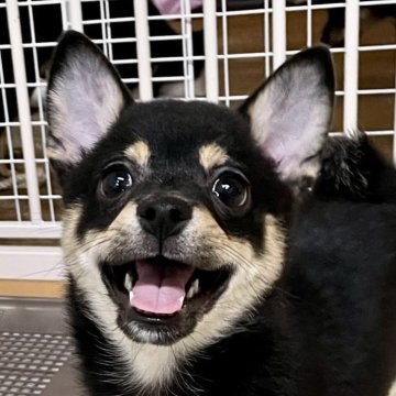 ミックス(チワワ×柴犬)【大分県・女の子・2025年5月12日・黒】の写真「しっかり者の長女」