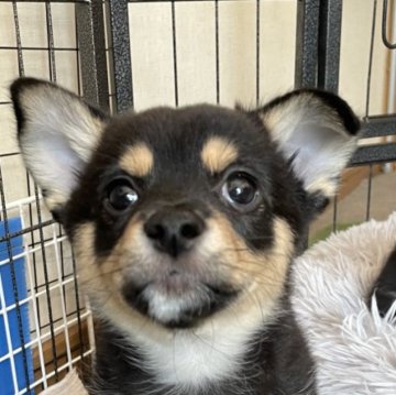 ミックス(チワワ×柴犬)【大分県・女の子・2024年11月29日・黒】の写真「ゆっくり落ち着いてる子です」