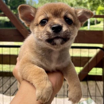 ミックス(チワワ×柴犬)【大分県・男の子・2025年6月22日・茶】の写真「キリッとハンサム長男くん」
