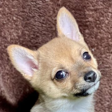 ミックス(チワワ×柴犬)【大分県・女の子・2024年11月29日・茶】の写真「小ぶりなチワ柴をお探しの方へ」