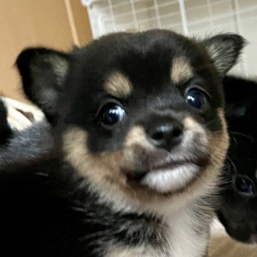 ミックス(チワワ×豆柴)【大分県・女の子・2025年6月23日・黒】の写真「小ぶりで可愛い顔です」