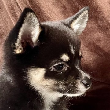 ミックス(チワワ×柴犬)【大分県・男の子・2024年11月29日・黒】の写真「小ぶりで甘えん坊の次男くん」