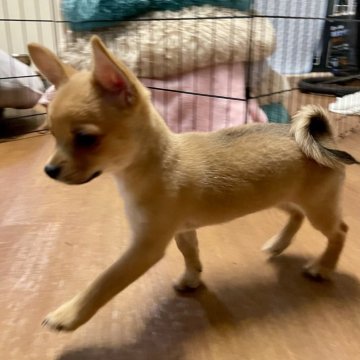 ミックス(チワワ×豆柴)【大分県・女の子・2025年6月22日・茶】の写真「小ぶりで可愛い次女ちゃん」