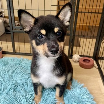 ミックス(チワワ×柴犬)【大分県・男の子・2025年5月17日・黒】の写真「賢い子です」