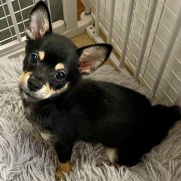 ミックス(チワワ×柴犬)【大分県・男の子・2025年5月12日・黒】の写真「まだまだ子犬っぽい長男」