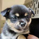 ミックス(チワワ×柴犬)