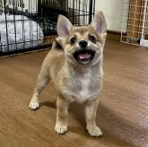 ミックス(チワワ×柴犬)