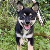 ミックス(チワワ×柴犬)
