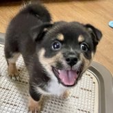 ミックス(チワワ×柴犬)