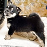 ミックス(チワワ×柴犬)