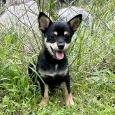 ミックス(チワワ×柴犬)【大分県・男の子・2025年5月12日・黒】の写真1「わんぱくだぞ〜」