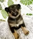 ミックス(チワワ×柴犬)【大分県・女の子・2025年5月17日・黒】の写真11