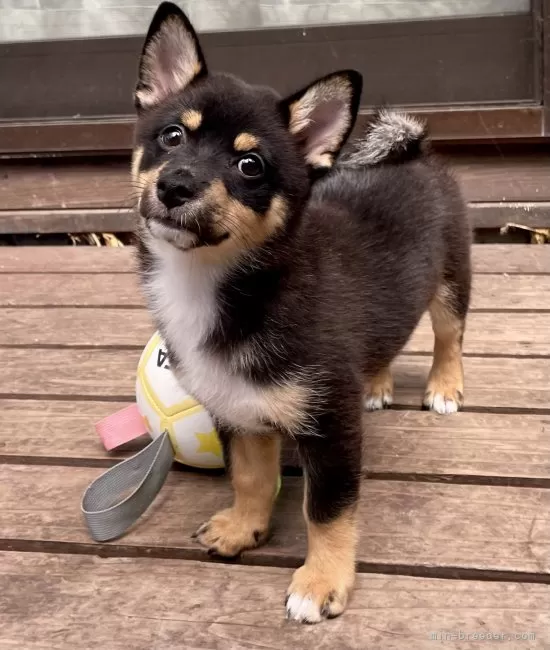 柴犬 価格の安いMIX犬 ♀ (父）チワワ×（母）柴犬 八千代店 その他