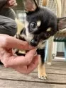 ミックス(チワワ×柴犬)【大分県・女の子・2025年5月12日・黒】の写真2