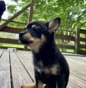 ミックス(チワワ×柴犬)【大分県・男の子・2025年5月12日・黒】の写真10