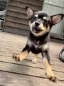 ミックス(チワワ×柴犬)【大分県・男の子・2025年5月12日・黒】の写真3
