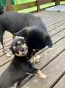 ミックス(チワワ×柴犬)【大分県・男の子・2025年5月12日・黒】の写真9