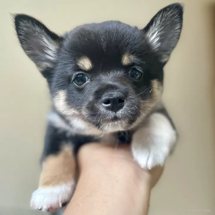 ID：2405-06194の子犬