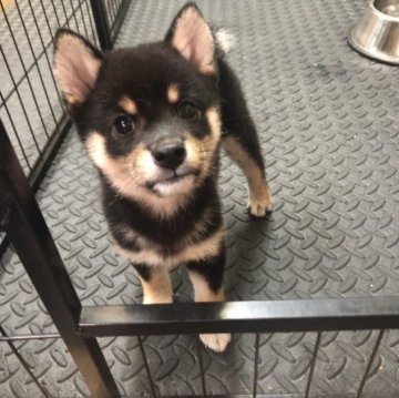 柴犬(豆柴)【大分県・女の子・2023年7月15日・黒】の写真「【条件あり】元気に遊ぶけど、抱っこしたら大人しい」