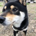 柴犬【・男の子・2020年12月20日・黒】