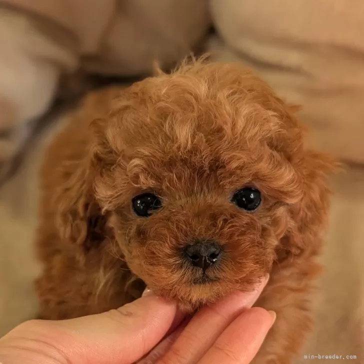 ID:2502-01030の子犬