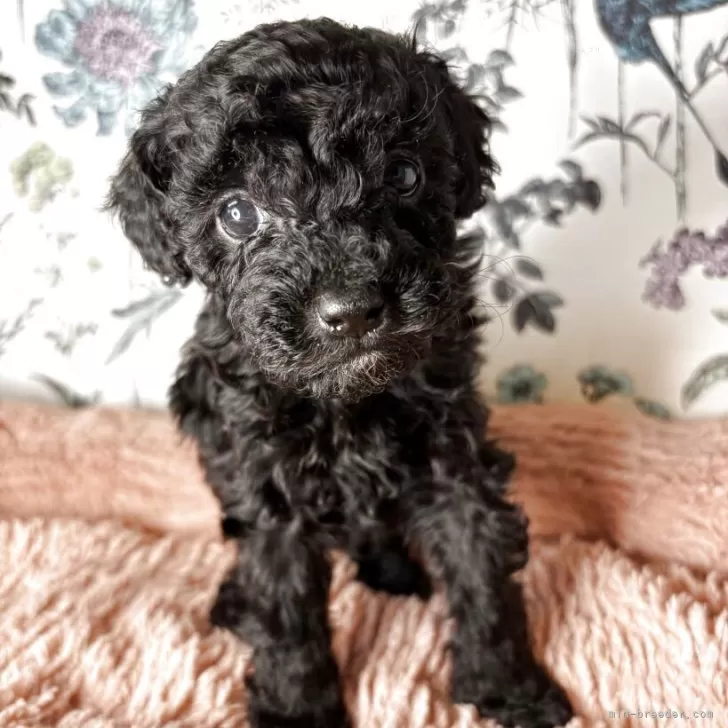 ID：2505-01464の子犬