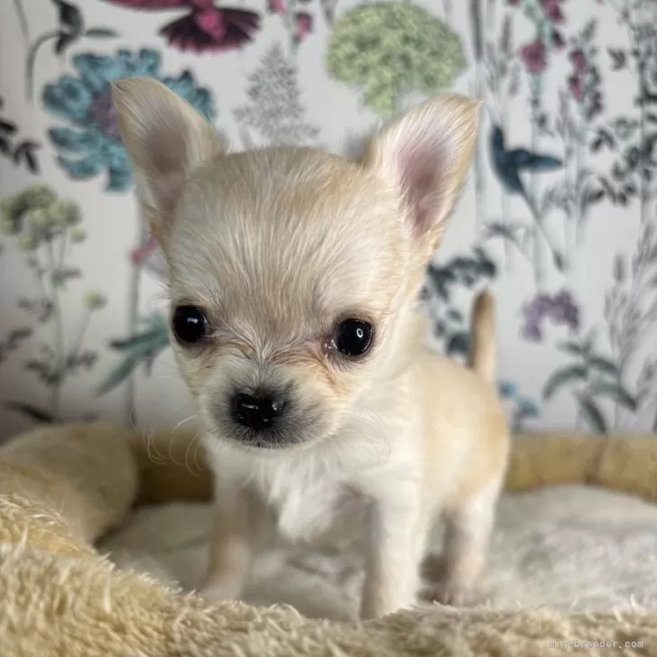 ID:2501-07119の子犬