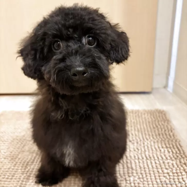 K 様のお迎えした子犬