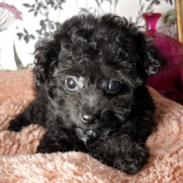 ミックス(チワワ×ミックス)【愛知県・男の子・2025年4月7日・ブラック】の写真「小柄なおとなしい男の子です😍」