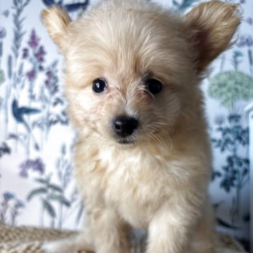 ポメプー(トイプードル×ポメラニアン)【愛知県・女の子・2025年7月17日・ベージュ】の写真「優しい女の子です❤️
お利口さんです🐶」