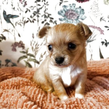 ミックス(チワワ×ミックス)【愛知県・男の子・2025年9月19日・ベージュ】の写真「チワワ寄りのミックスの小柄ちゃんです😍」