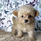 ポメプー(トイプードル×ポメラニアン)【愛知県・男の子・2025年7月17日・クリーム】の写真1