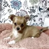 ミックス(チワワ×ミックス)【愛知県・男の子・2025年9月19日・ベージュ】の写真1