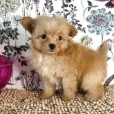 ポメプー(トイプードル×ポメラニアン)【愛知県・男の子・2025年7月17日・クリーム】の写真3