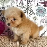 ポメプー(トイプードル×ポメラニアン)【愛知県・男の子・2025年7月17日・クリーム】の写真5