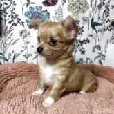 ミックス(チワワ×ミックス)【愛知県・男の子・2025年9月19日・ベージュ】の写真5