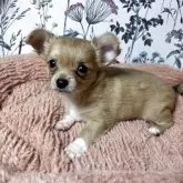 ミックス(チワワ×ミックス)【愛知県・男の子・2025年9月19日・ベージュ】の写真6