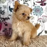 ポメプー(トイプードル×ポメラニアン)【愛知県・男の子・2025年7月17日・クリーム】の写真6