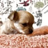 ミックス(チワワ×ミックス)【愛知県・男の子・2025年9月19日・ベージュ】の写真7