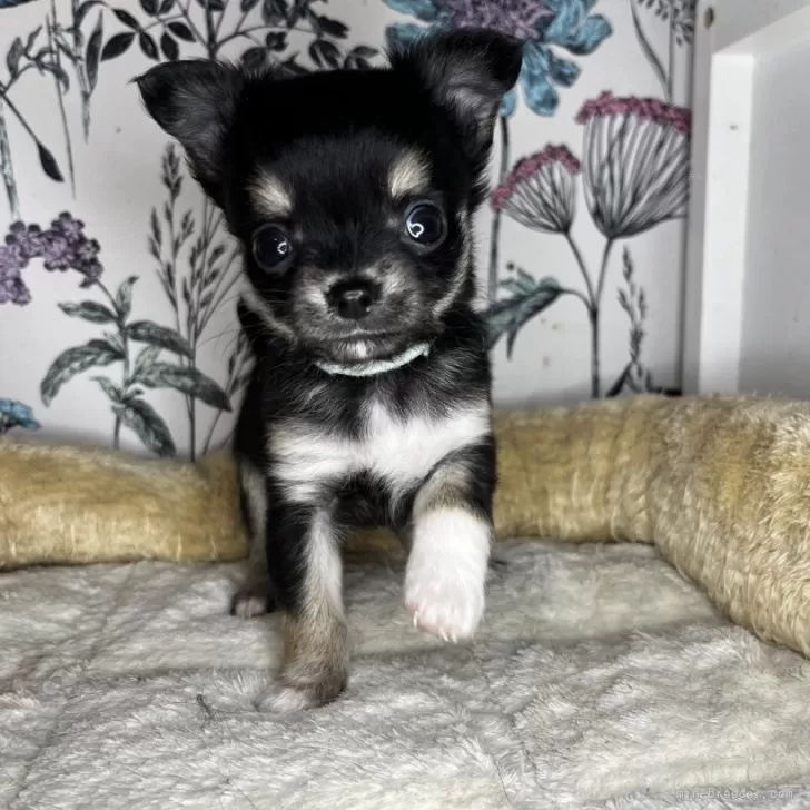 ID:2402-05415の子犬