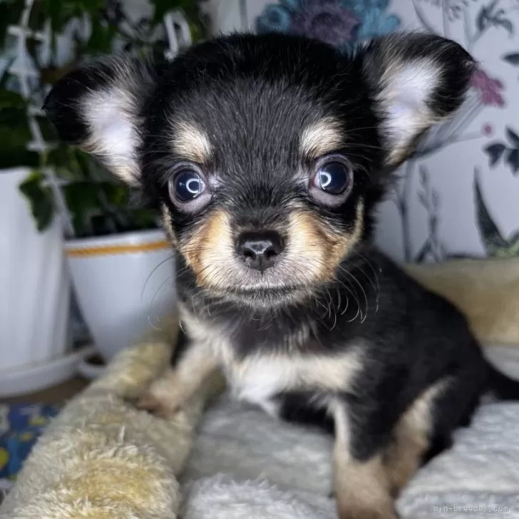 ID:2405-07280の子犬